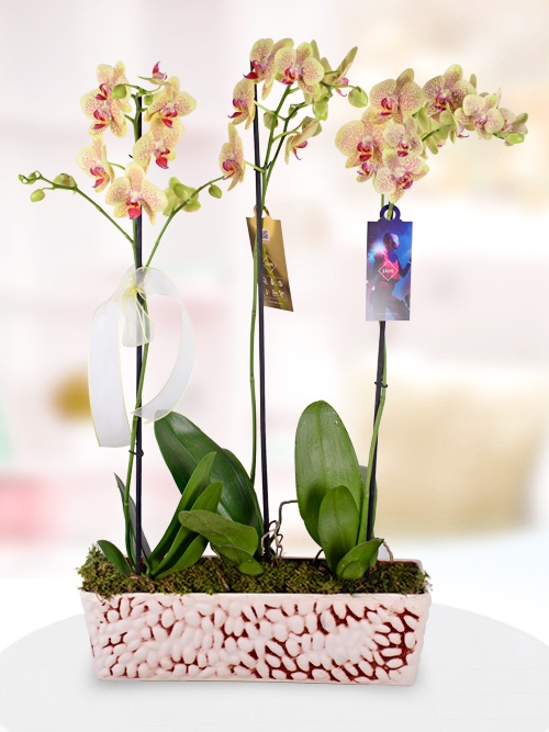 3 Dallı Benekli Phalaenopsis Orkidesi Çatalca Çiçek Çatalcadaki