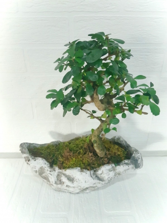 Kayık Saksı Bonzai Zelkova