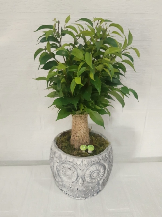 Ficus Bonzai